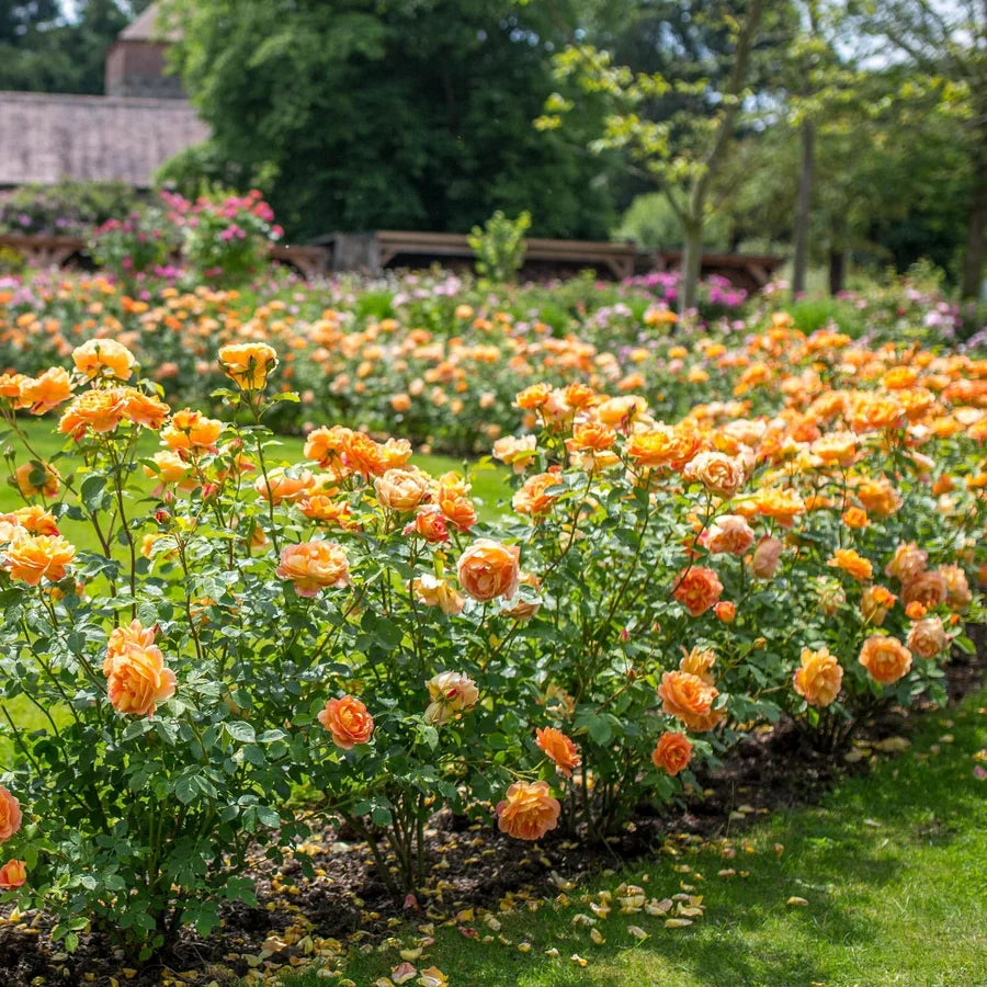 Rosa 'Lady of Shalott' (Lady of Shalott Rose)