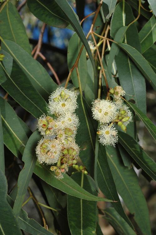 Eucalyptus saligna (Sydney Blue Gum)