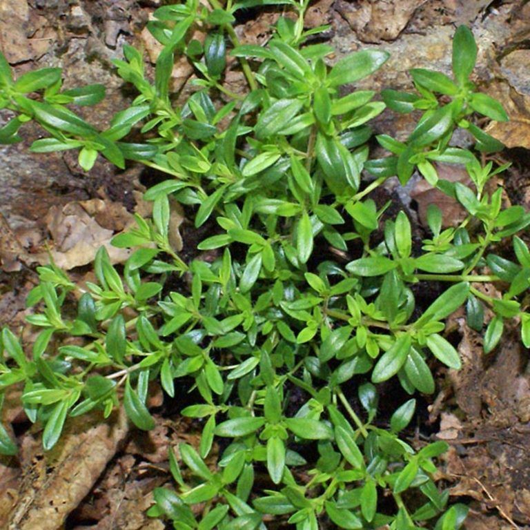 Thymus vulgaris 'Jekka' (Jekka Thyme)