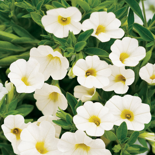 Calibrachoa ‘Eyecatcher White’