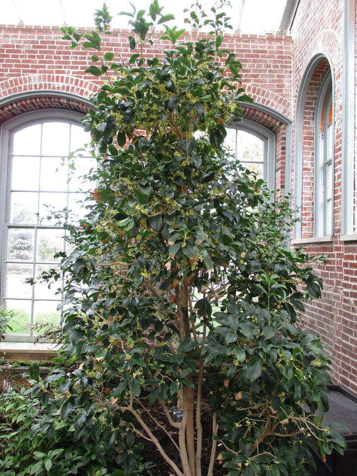 Osmanthus fragrans (Fragrant Olive)