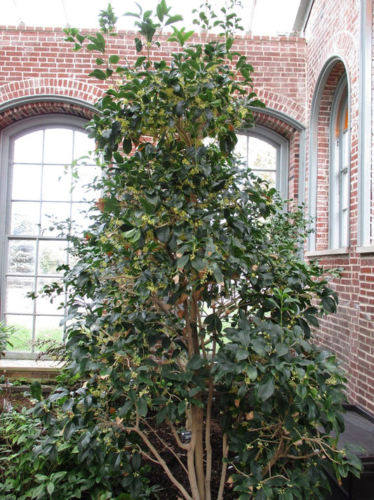 Osmanthus fragrans (Fragrant Olive)