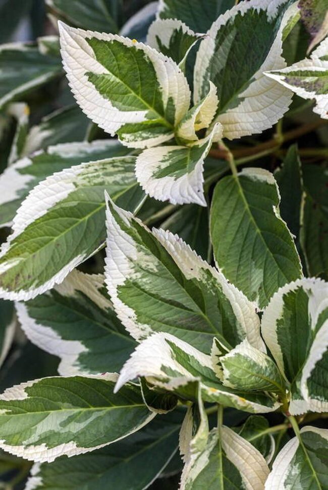 Hydrangea macrophylla ‘Variegated’ (Variegated Bigleaf Hydrangea)