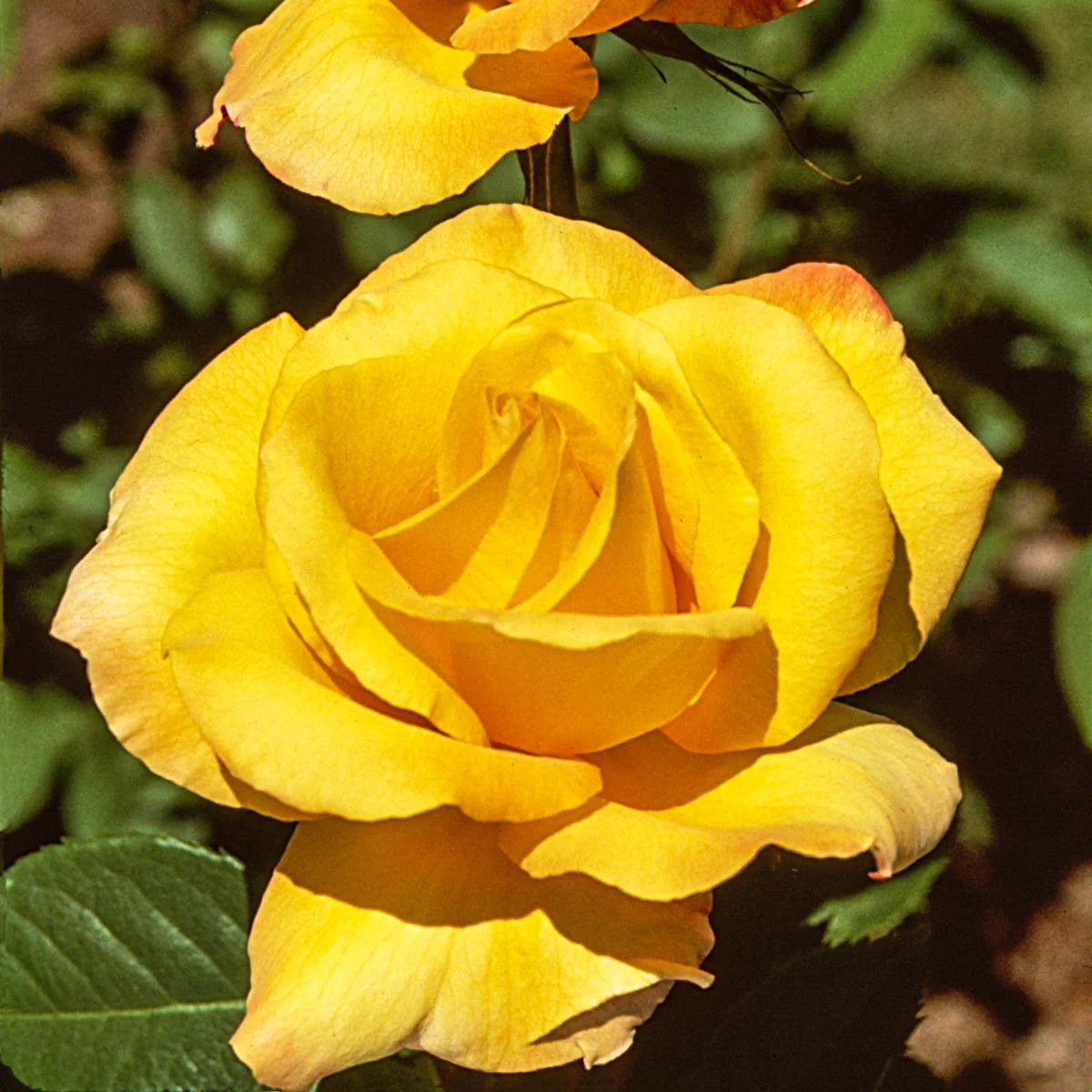 Rosa ‘Gold Medal’ (Gold Medal Rose)