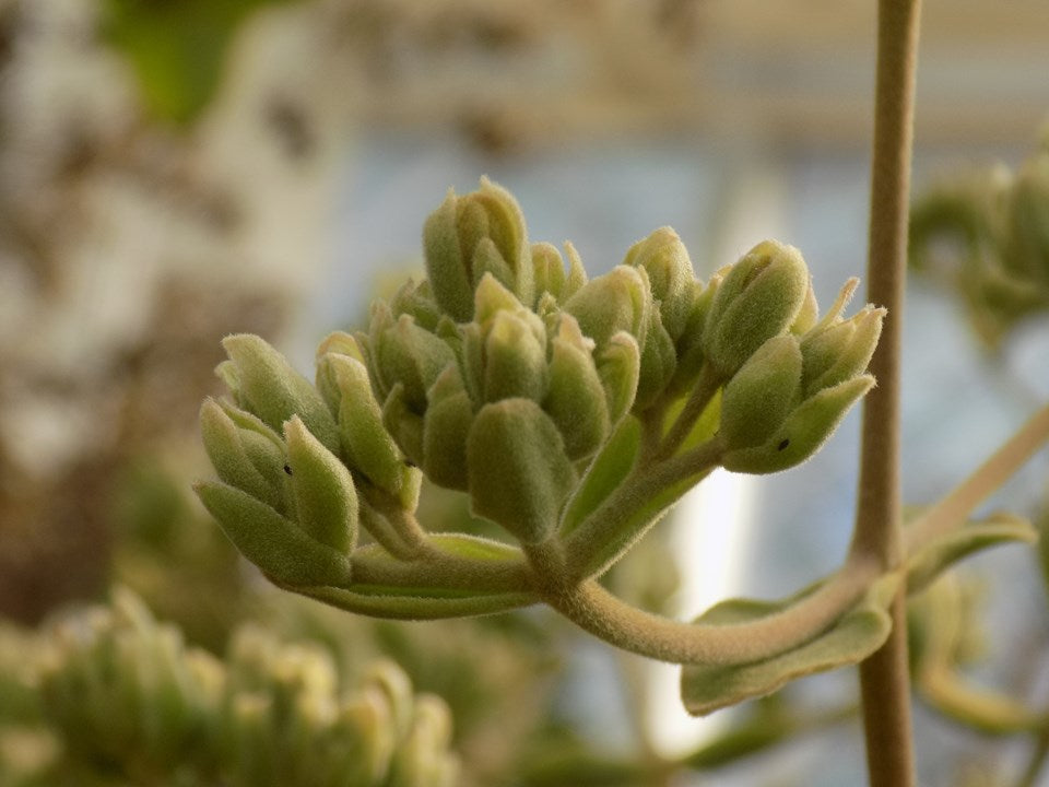 Kalanchoe beharensis (Velvet Leaf Kalanchoe)