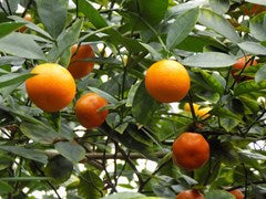 Citrus × microcarpa (Calamondin) – Grafted