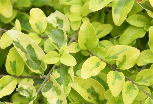 Ligustrum 'Lemon Lime and Clippers'