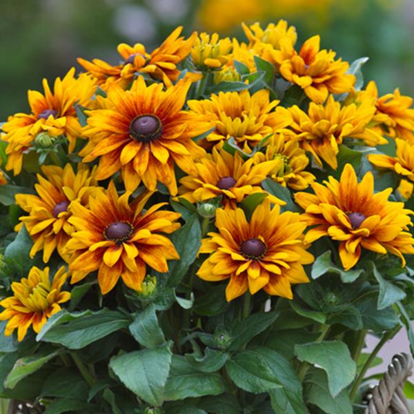 Rudbeckia ‘Sunbeckia Carolina’ (Black-Eyed Susan)