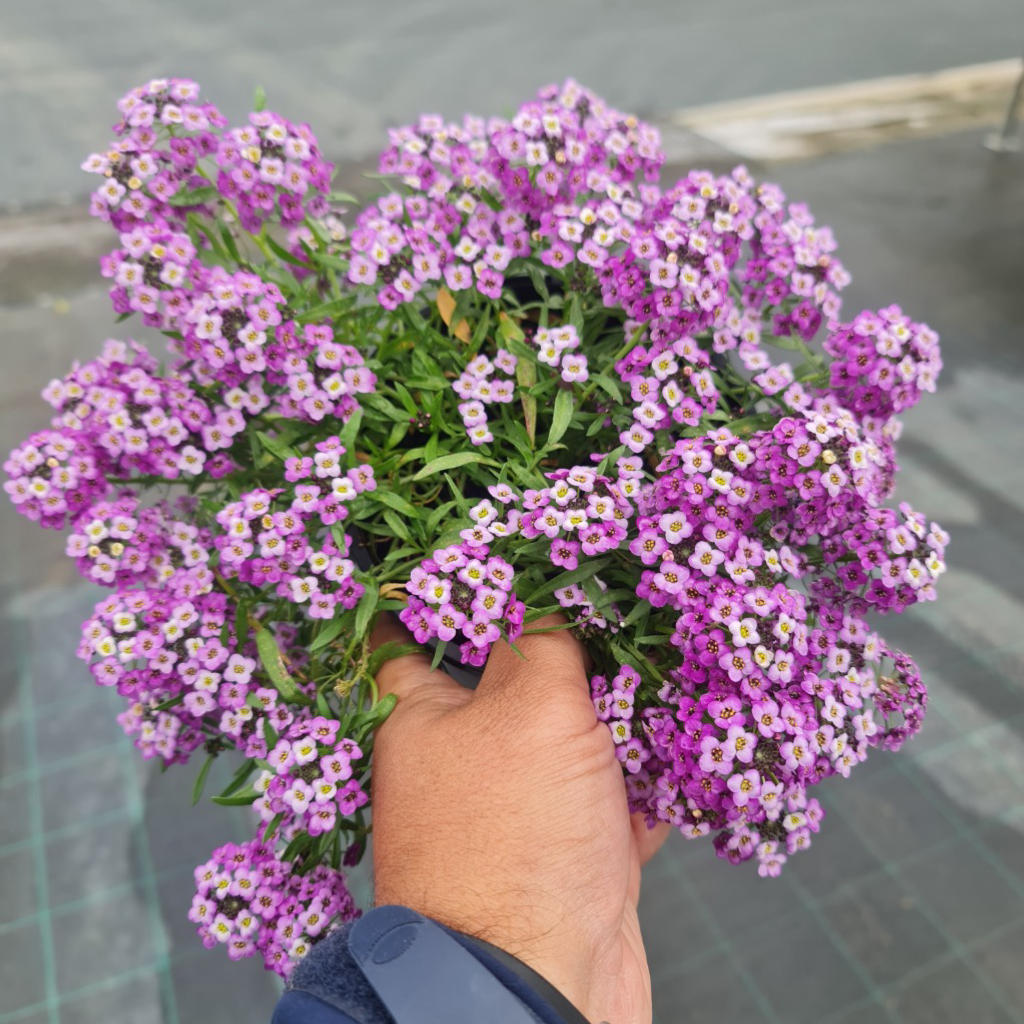 Lobularia ‘Stream Lavender’ (Sweet Alyssum)
