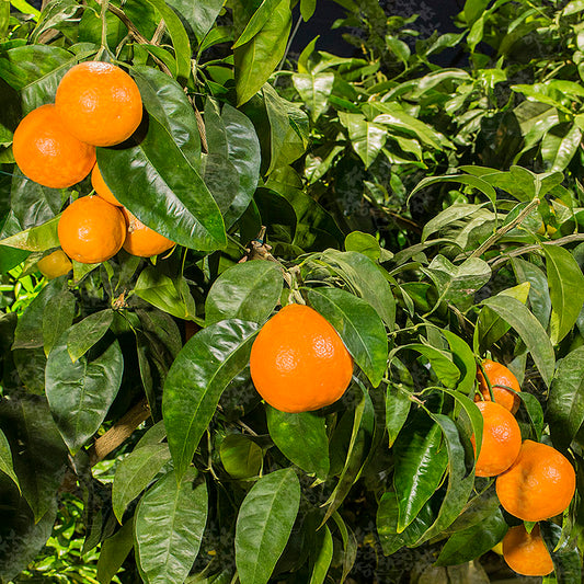 Citrus × tangelo 'Minneola' (Minneola Tangelo)