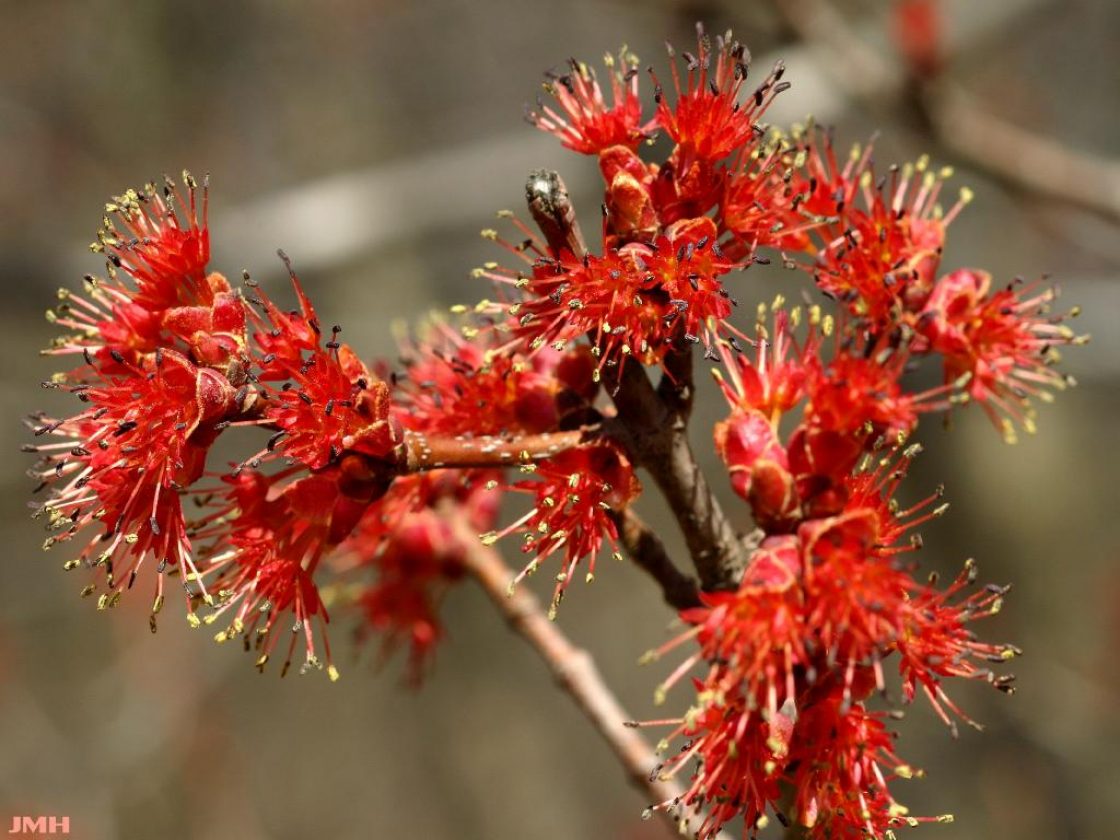 Acer Rubrum ‘April Splendour’ (April Splendour Red Maple)