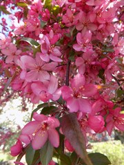 Malus (JFS-KW5) Royal Raindrops™ (Crab Apple)