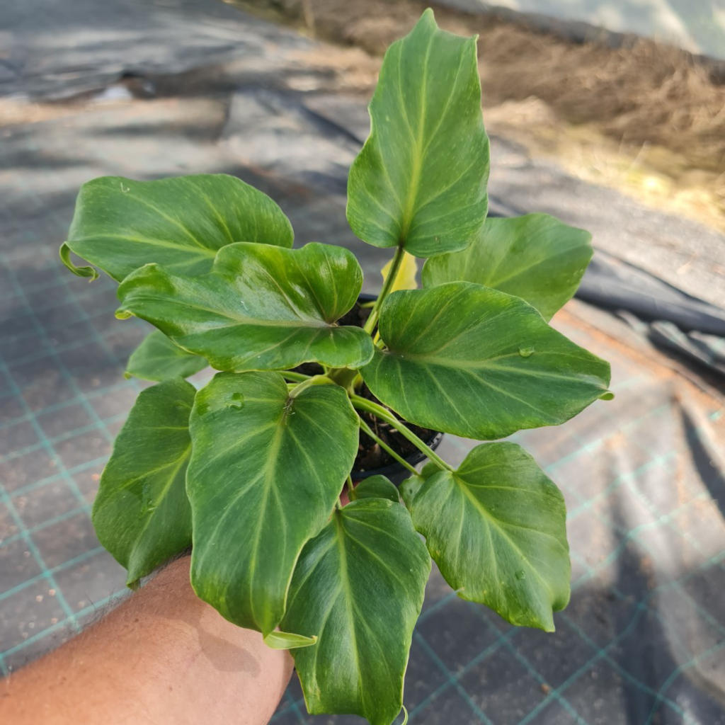 Philodendron Xanadu