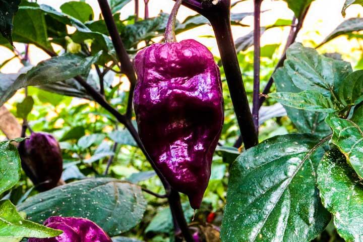 Capsicum Annuum (Yaki Blue Chilli)