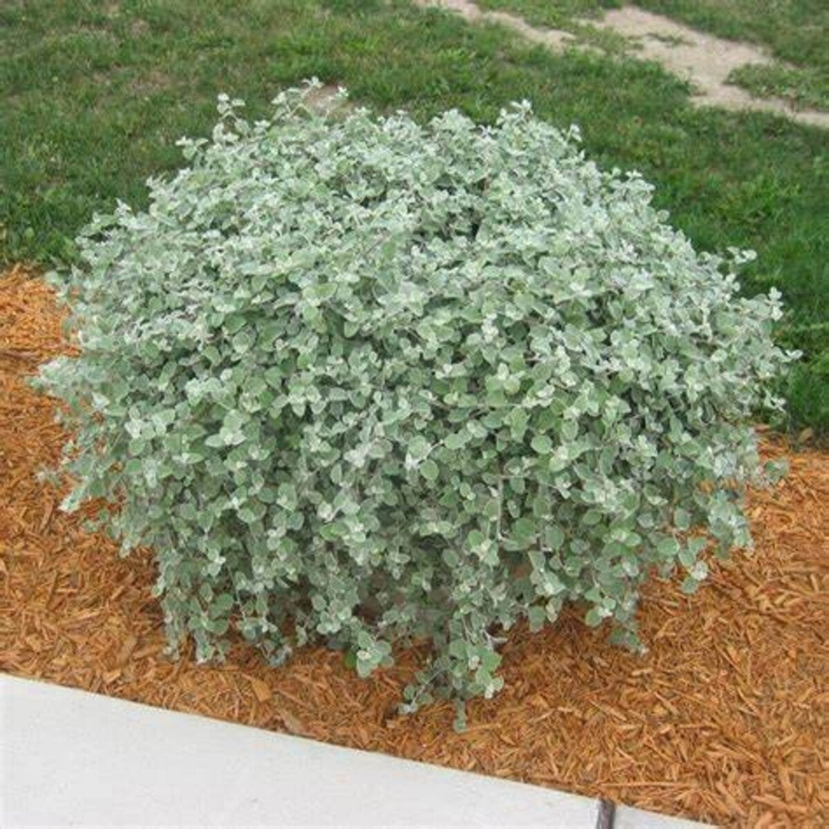 Helichrysum Petiolare (Licorice Plant)