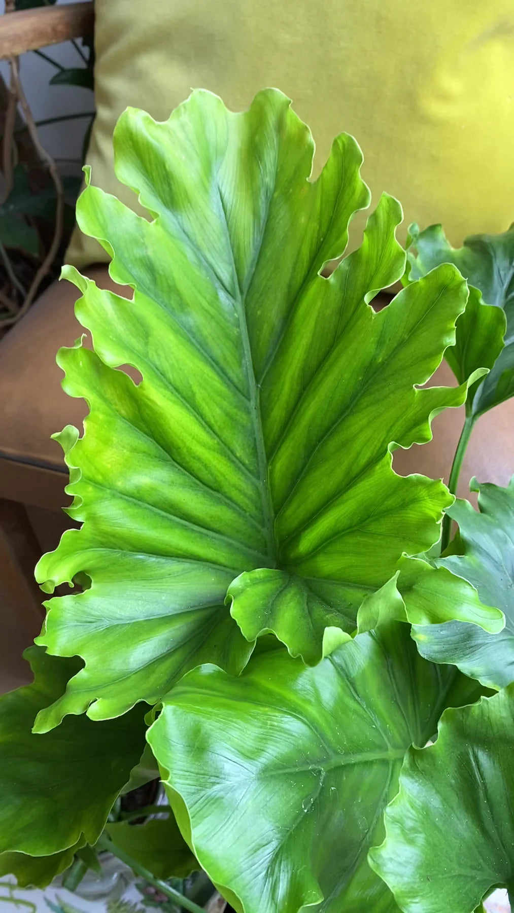 Philodendron bipinnatifidum ‘Hope’