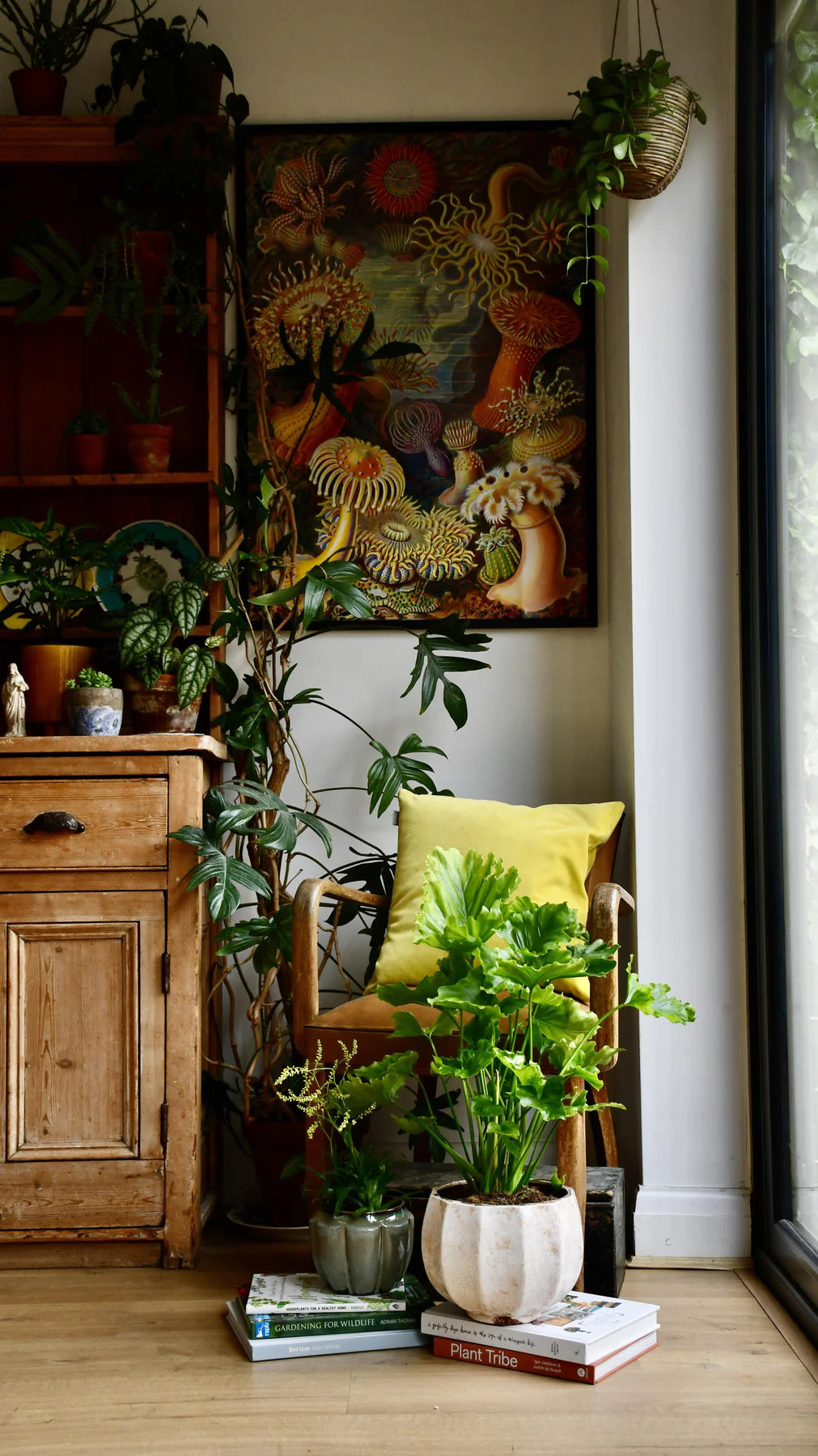 Philodendron bipinnatifidum ‘Hope’