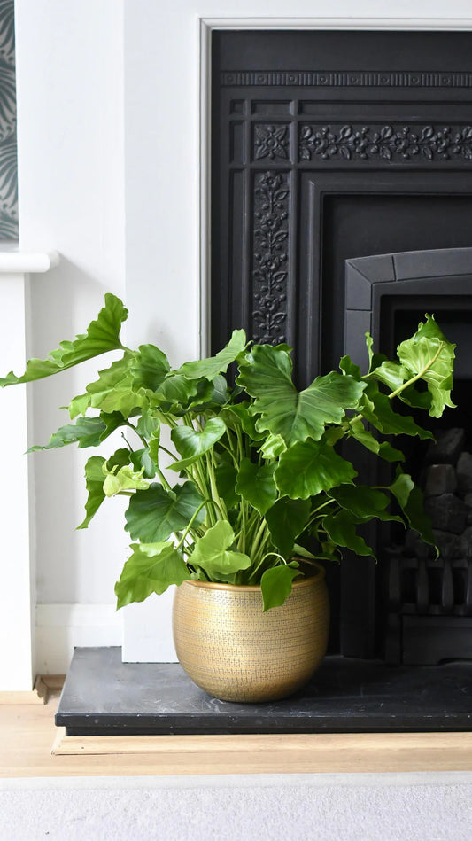 Philodendron bipinnatifidum ‘Hope’