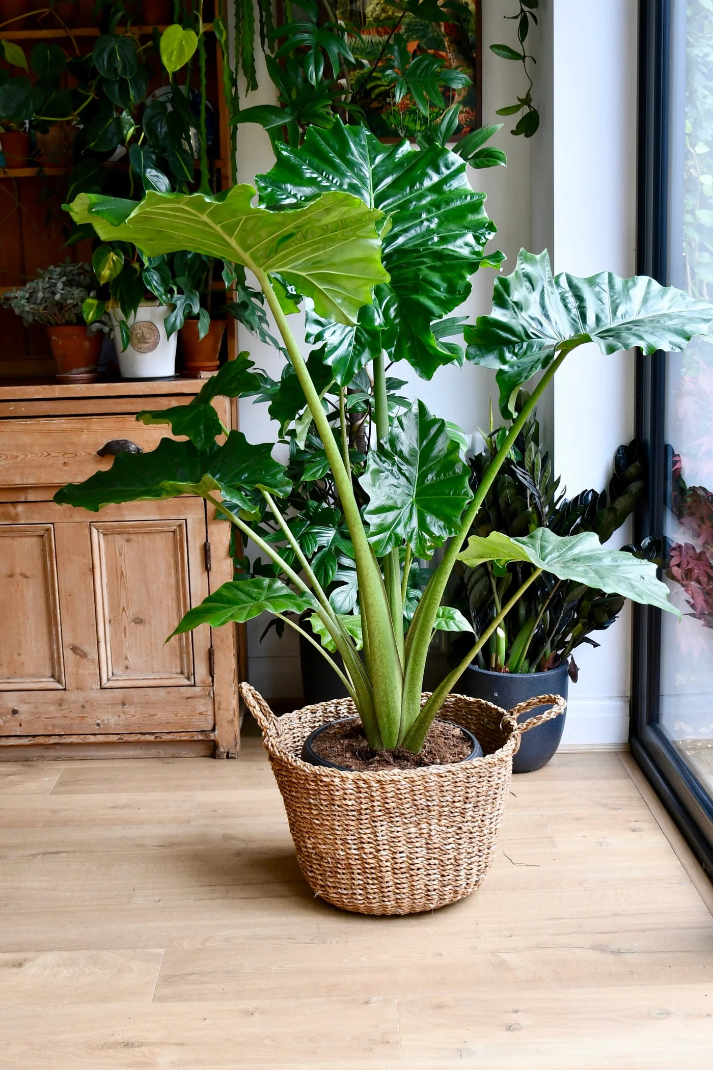 Alocasia ‘Portodora’ (Elephant Ear / Upright Elephant Ear)