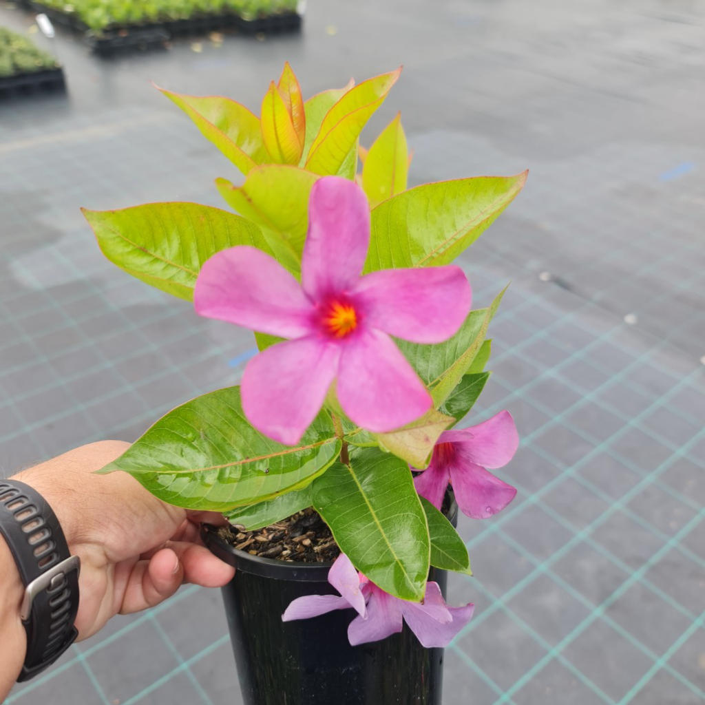 Mandevilla Sun Parasol® ‘Bluephoria’ (Climbing Mandevilla)