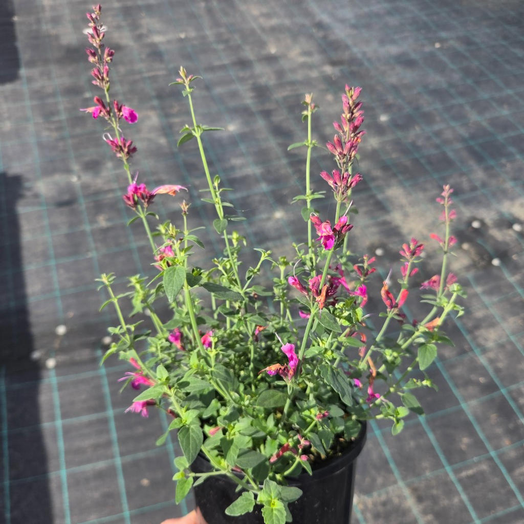 Agastache ‘My Summer Garden Berry’ (Giant Hyssop / Hummingbird Mint)