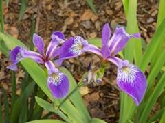 Iris versicolor (Blue Flag Iris)