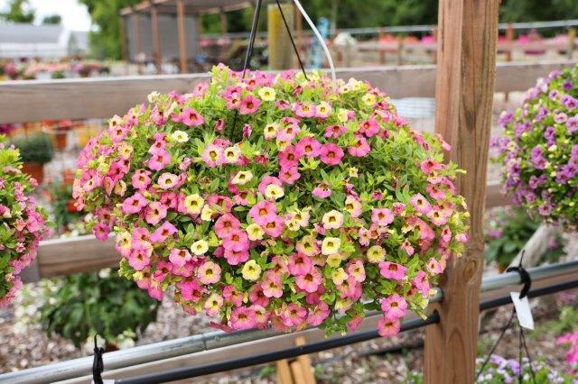 Calibrachoa 'Aloha Ombre Pink' (Aloha Ombre Pink Calibrachoa)
