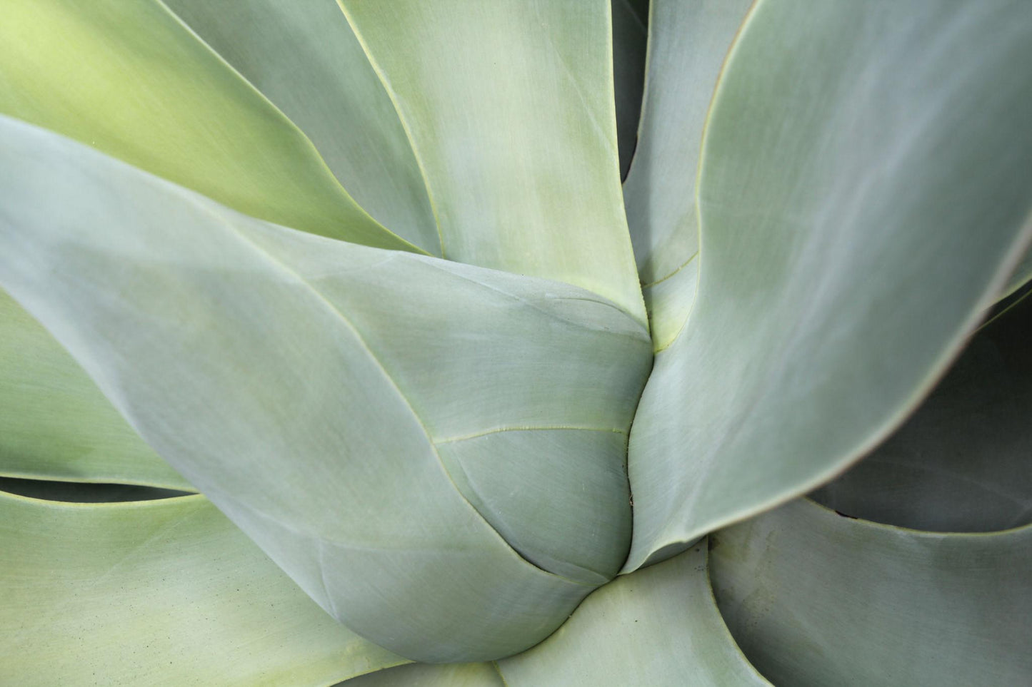 Agave Salmiana (Giant Agave)