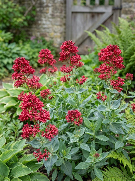 Centranthus Ruber (Red Valerian)
