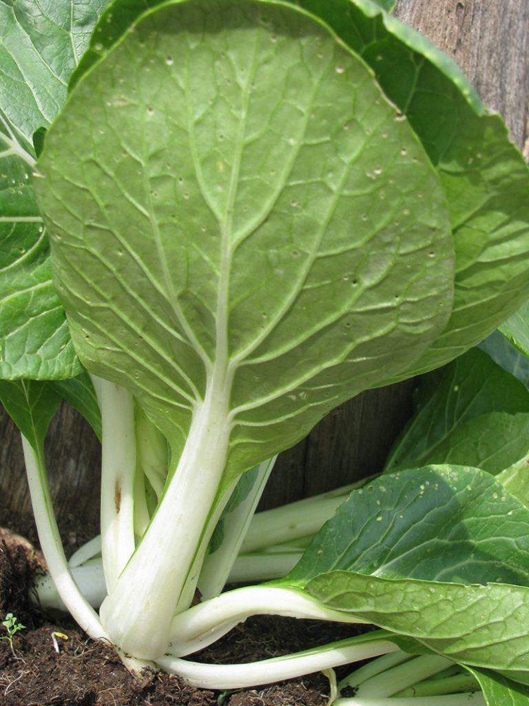 Brassica Rapa Subsp. Chinensis ‘Baby White’ (Baby White Pak Choi)