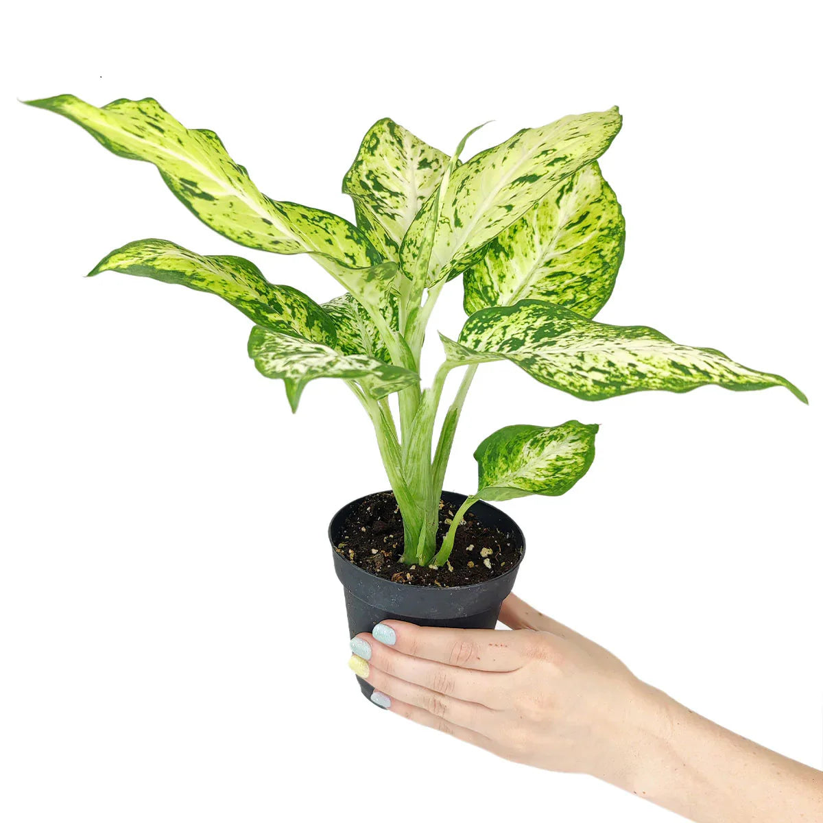 Dieffenbachia 'Amy' (Amy / Dumb Cane)