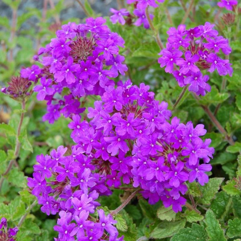 Verbena Canadensis ‘Homestead Purple’ (Homestead Purple Verbena)