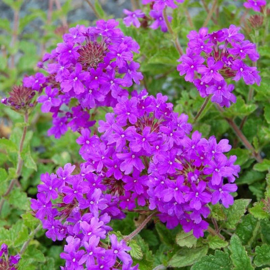 Verbena Canadensis ‘Homestead Purple’ (Homestead Purple Verbena)