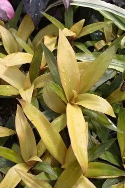 Tradescantia spathacea ‘Gold’ (Rhoeo)