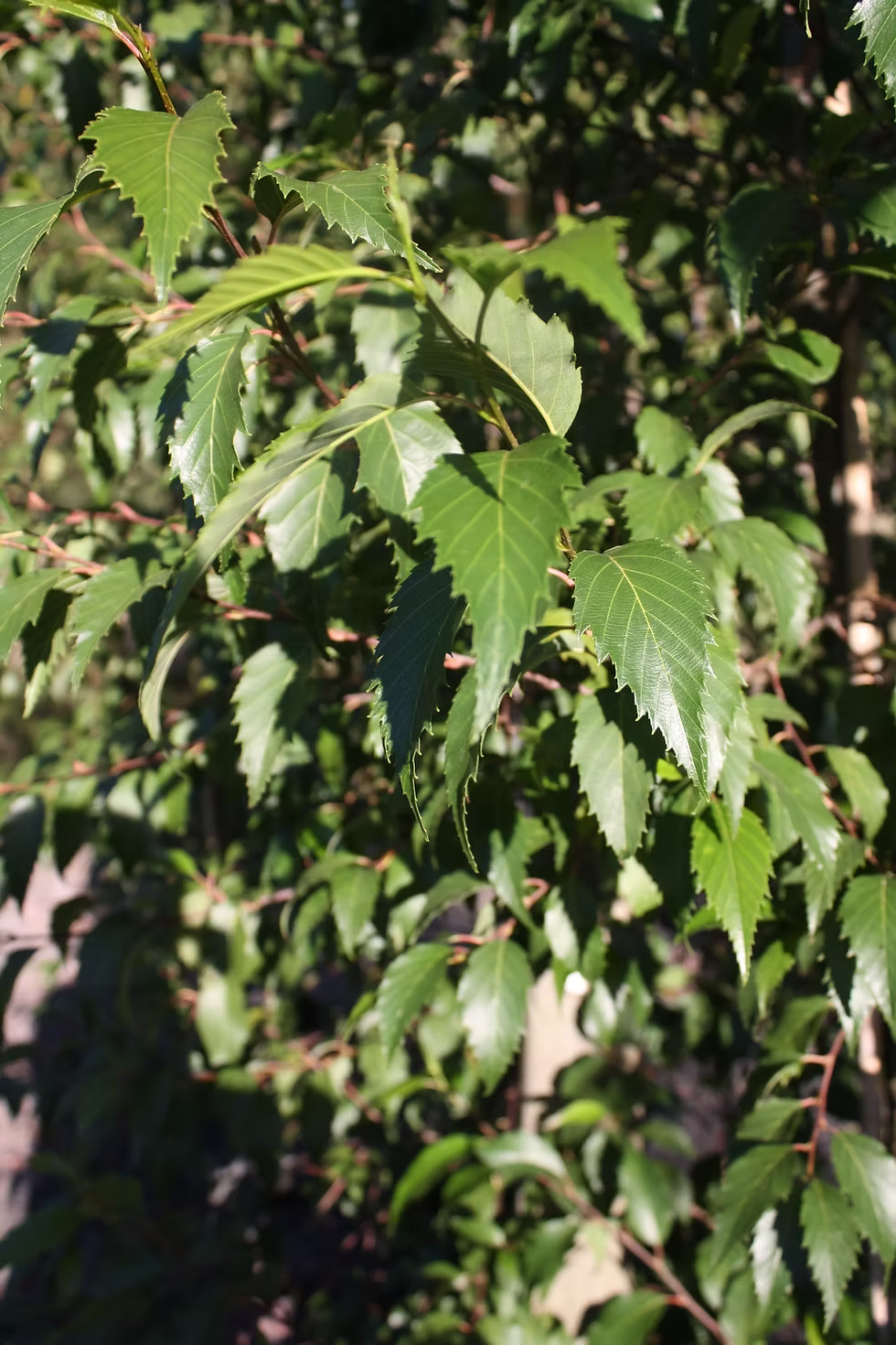 Alnus Jorullensis (Evergreen Alder)