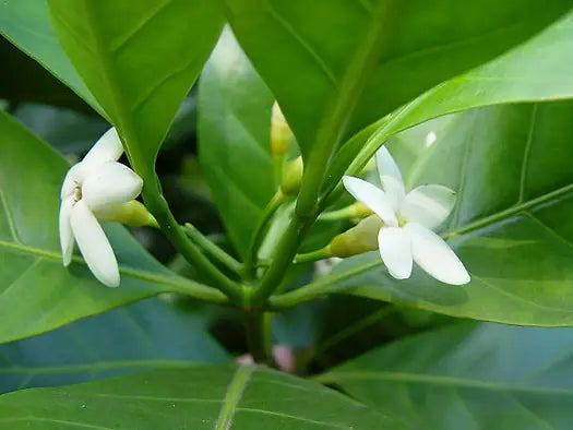 Atractocarpus fitzalanii (syn. Randia)