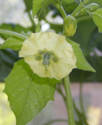 Physalis ixocarpa (Tomatillo)