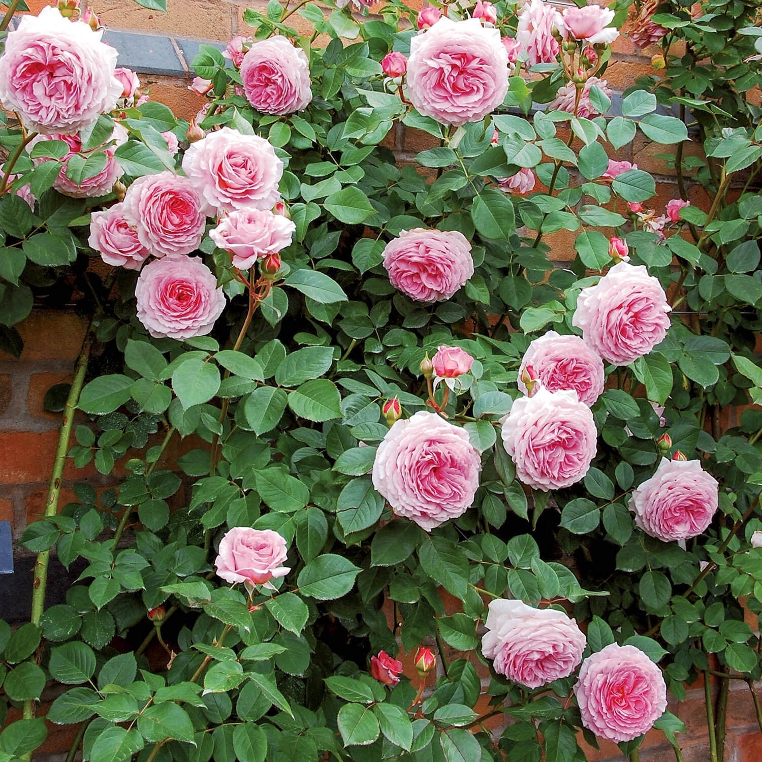 Rosa 'James Galway' (James Galway Climbing Rose)
