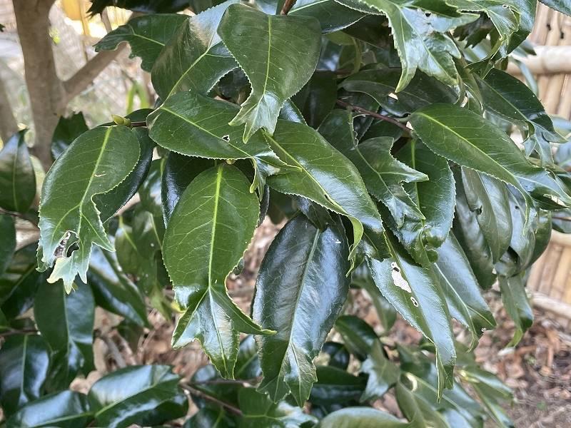 Camellia Japonica Kingyo-Tsubaki (Fishtail Camellia)