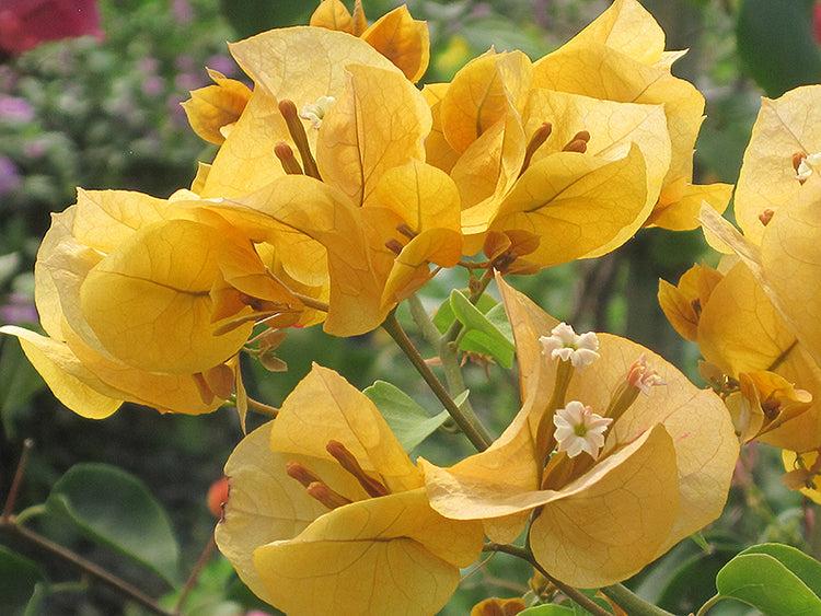 Bougainvillea ‘Thai Gold’ (Thai Gold Bougainvillea)