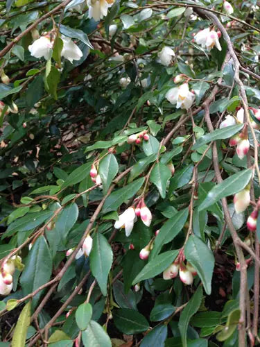 Camellia tsaii (Tsai Camellia)