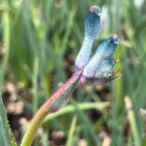 Anigozanthos ‘Celebrations Masquerade’ (Masquerade Kangaroo Paw)