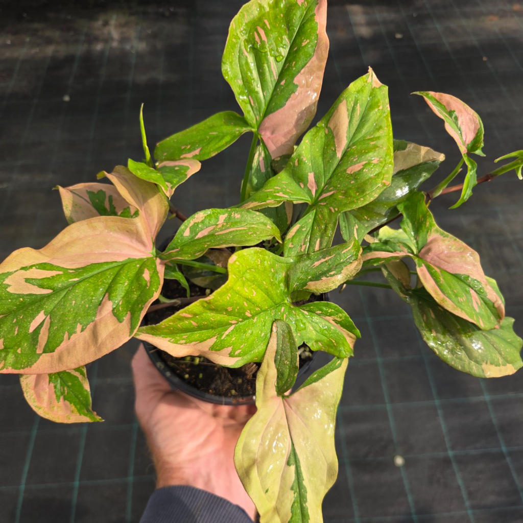 Syngonium podophyllum ‘Red Spot’ (Tricolor Arrowhead Vine)