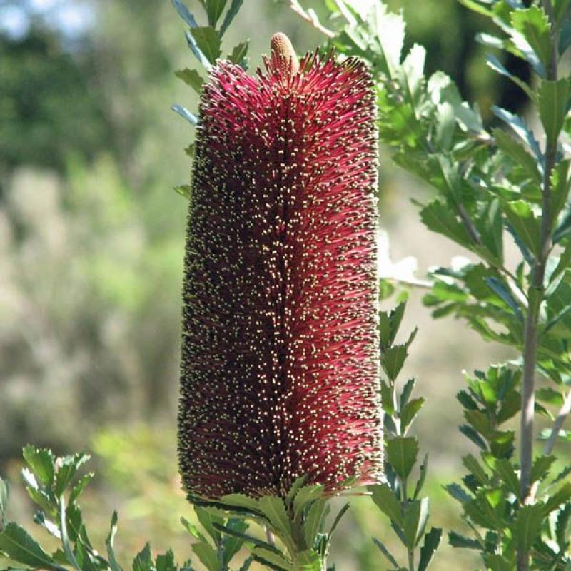 Banksia Praemorsa ‘Red Form’ (Red Cut-Leaf Banksia)