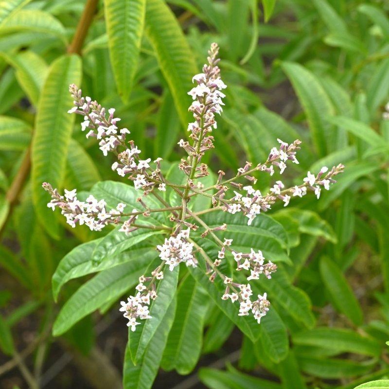 Aloysia Citrodora (Lemon Verbena Tea)