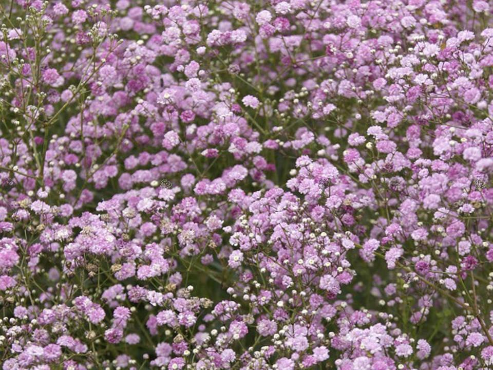 Gypsophila ‘Festival Pink’ (Pink Baby’s Breath)