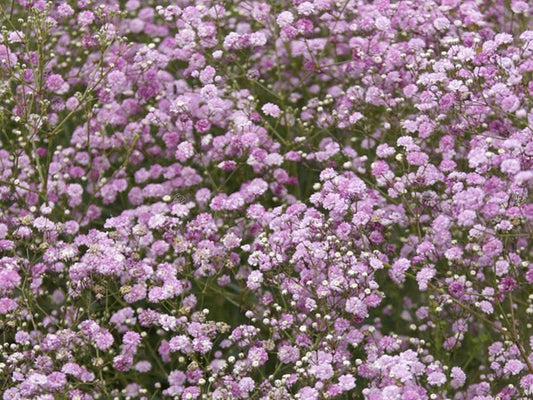 Gypsophila ‘Festival Pink’ (Pink Baby’s Breath)
