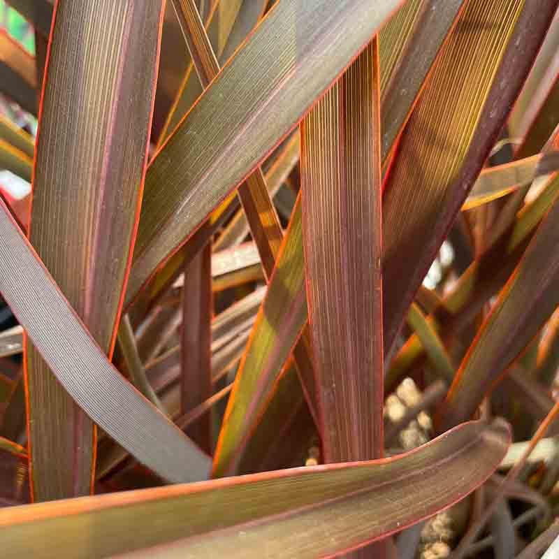 Phormium Tenax ‘Bronze Baby’ (Bronze Baby New Zealand Flax)