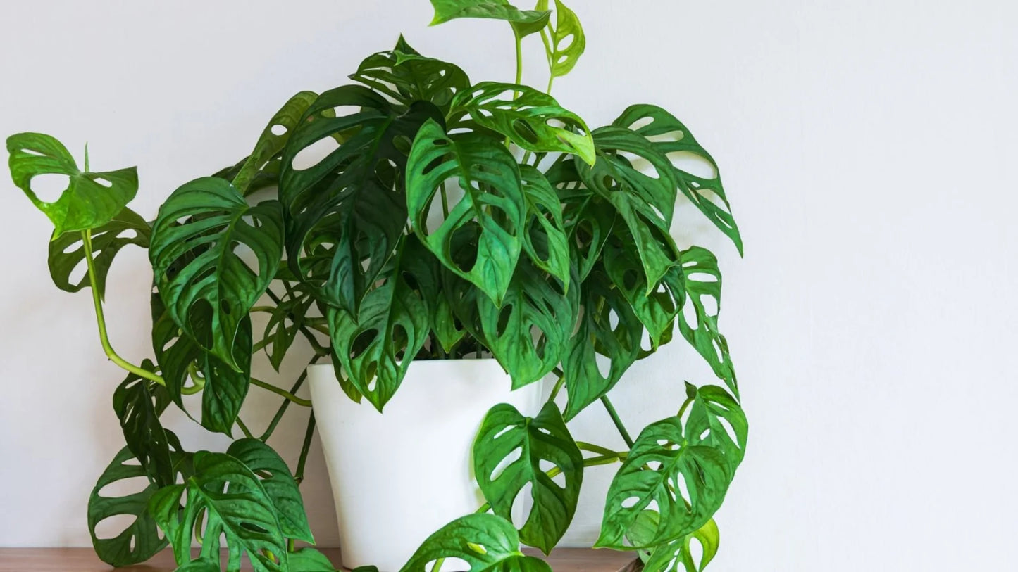 Monstera adansonii (Monkey Mask)