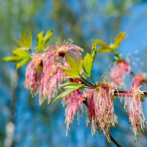 Acer negundo ‘Violaceum’ (Lavender-Twigged Box Elder)